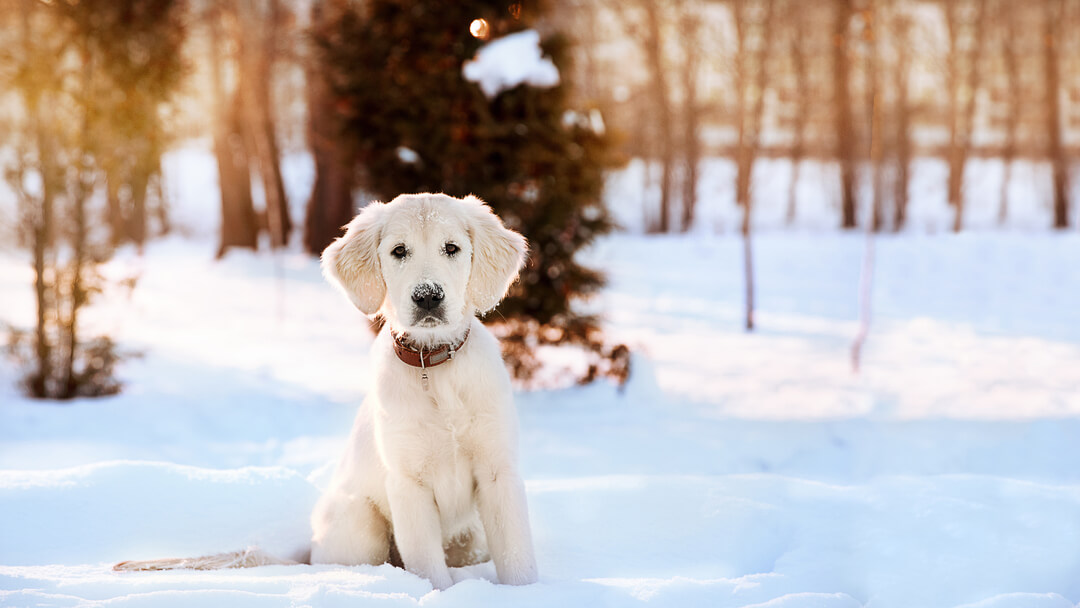 Hypothermia In Dogs: Everything You Need To Know | Purina